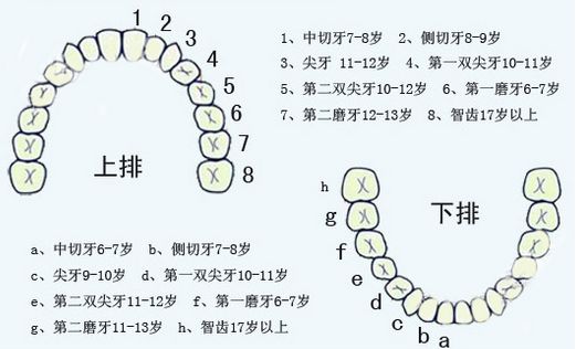 哪个牙最新，探索牙齿进化与人类文明的关系