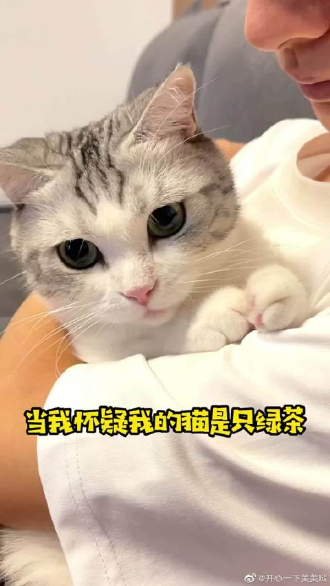 绿茶猫最新，探索猫咪与绿茶的奇妙融合