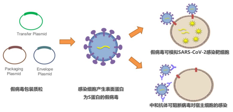 关于病毒最新的研究与发现