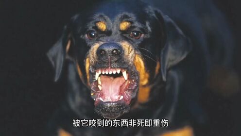 恶犬最新G，科技与伦理的边界