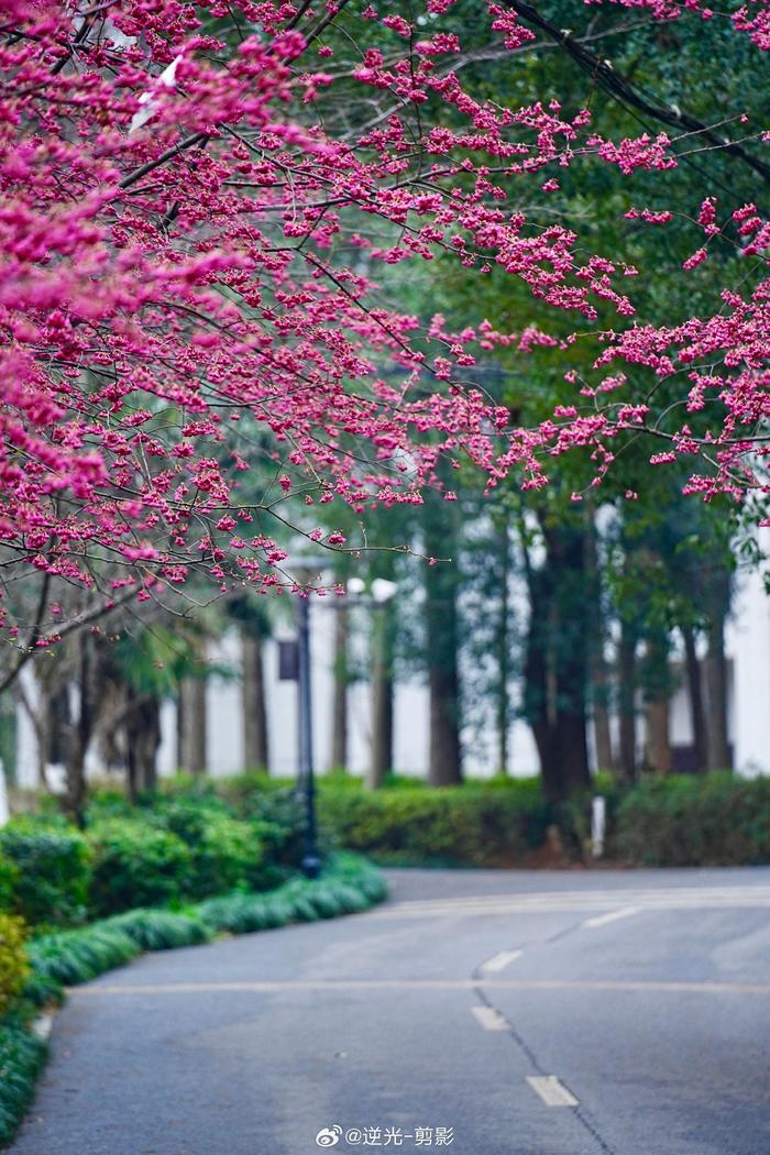 长沙樱花最新，绽放的浪漫与城市的春意