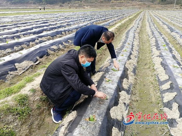 宁化疫情最新动态，科学防控，共筑安全防线